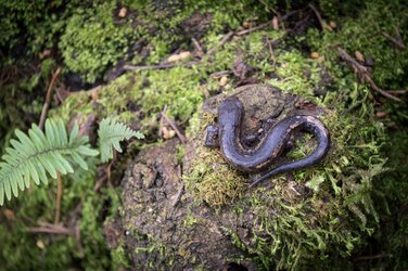 Bolitoglossa kaqchikelorum © Renato Morales