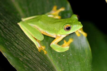 Rhacophorus pseudomalabaricus © Ben Tapley