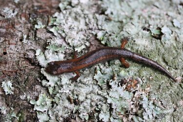 Bolitoglossa morio © Sean Michael Rovito
