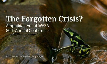 The Forgotten Crisis? Amphibian Ark at WAZA 80 Annual Conference. Background image: Atelopus varius © Bkamprath | Getty Images