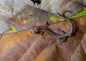 Bolitoglossa helmrichi © Renato Morales
