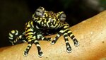 Frogs and toads from south-western Colombia: Jewels of nature that our grandsons should know