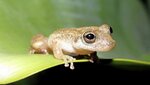 Conservation of the Alcatrazes frog, Scinax alcatraz: an island endemic