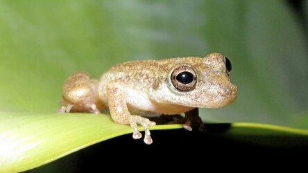 Scinax alcatraz © Cybele Lisboa