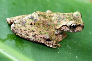 Plectrohyla guatemalensis © Josiah H. Townsend