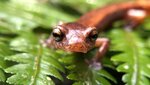 2025 Program Grants: Ex situ conservation of five endemic amphibians in Guatemala - La Aurora National Zoo