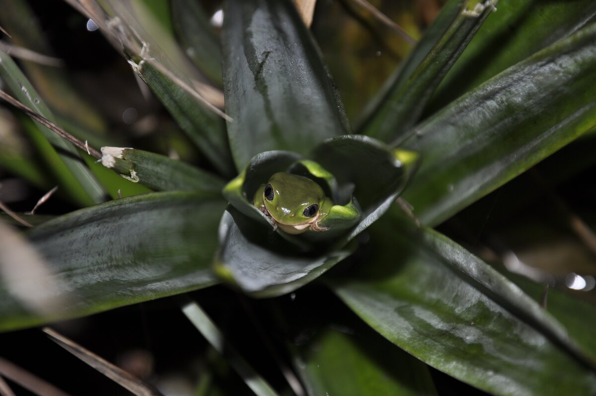 Pithecopus rusticus © Elaine Lucas