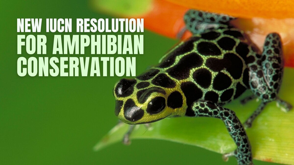 New IUCN Resolution for Amphibian Conservation