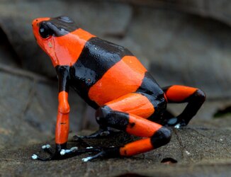 Oophaga lehmanni © Roger Franco Molina