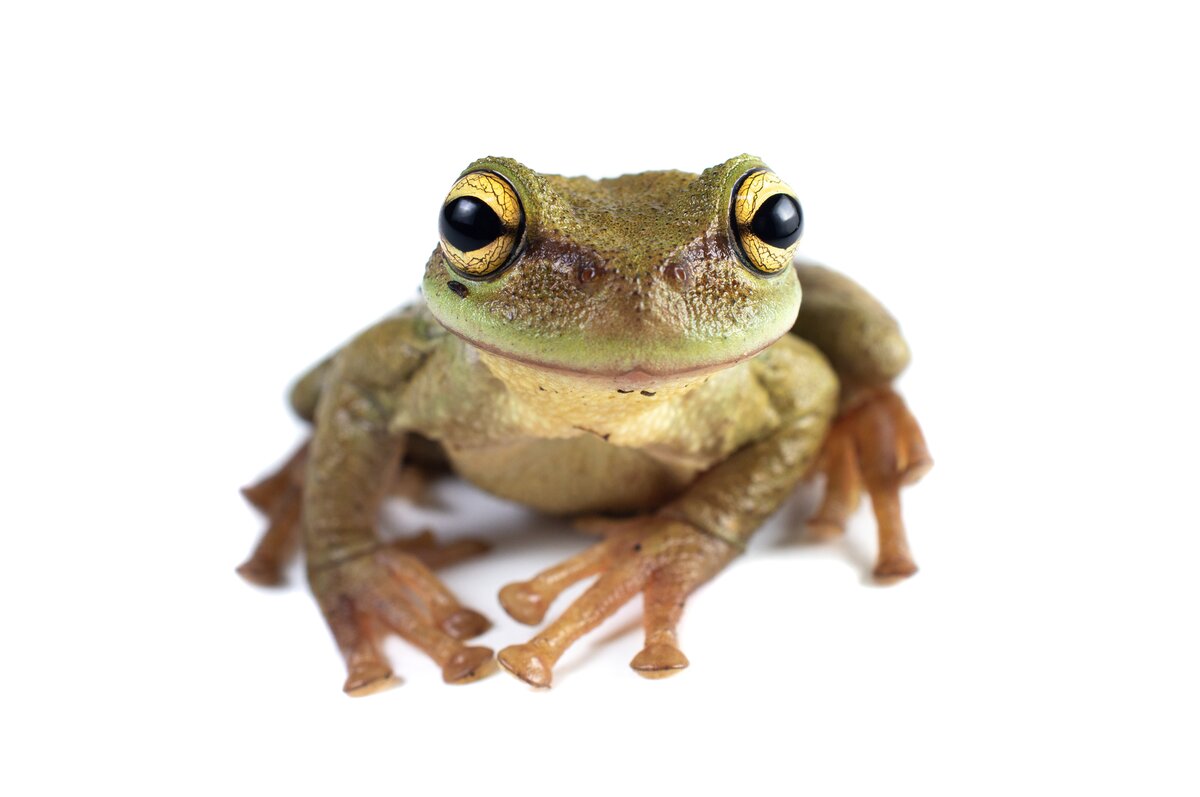 Plectrohyla hartwegi © Renato Morales