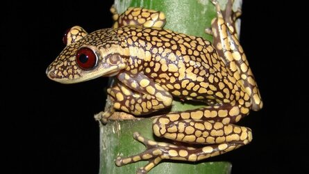 Nyctimantis pomba © Cybele Lisboa