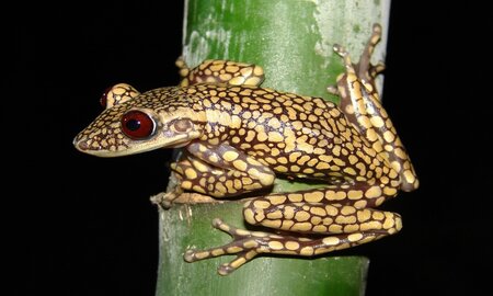 Nyctimantis pomba © Cybele Lisboa