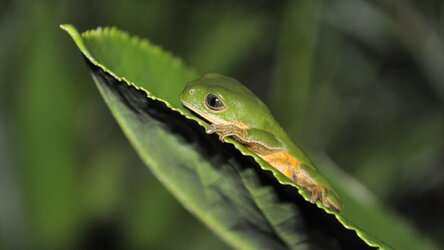 Pithecopus rusticus © Elaine Lucas