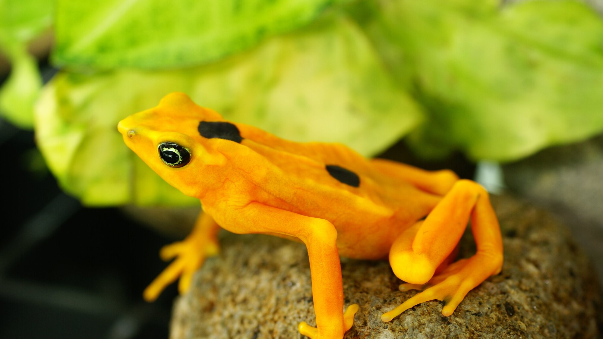 Atelopus zeteki © EVACC Foundation