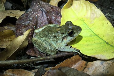 Craugastor inachus © Alejandra Zamora