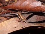Establishing captive breeding and husbandry protocols for Atelopus hoogmoedi, an analog species of the threatened Manauense harlequin toad (A. manauensis) in Brazil
