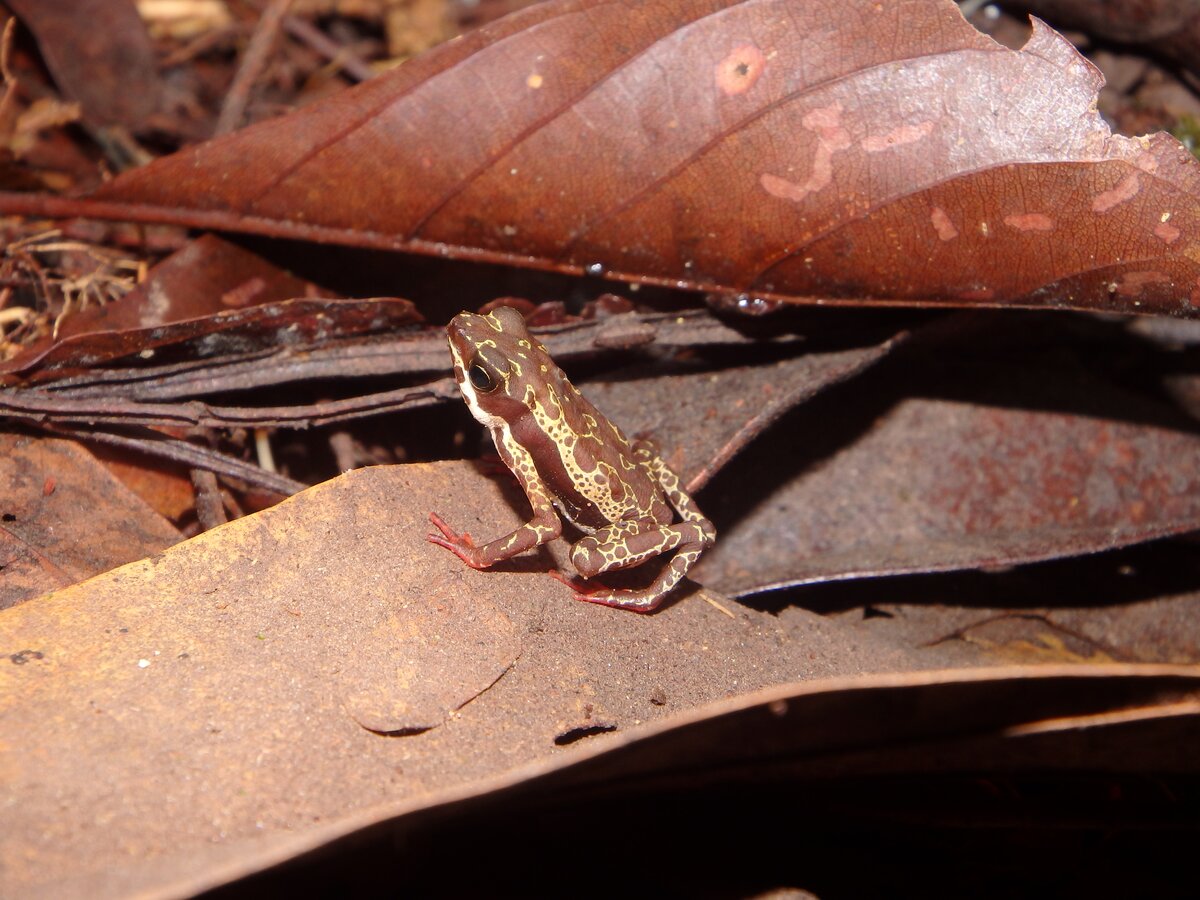 Atelopus manauensis © Rafael Jorge