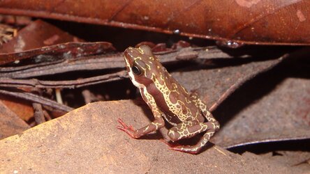 Atelopus manauensis © Rafael Jorge
