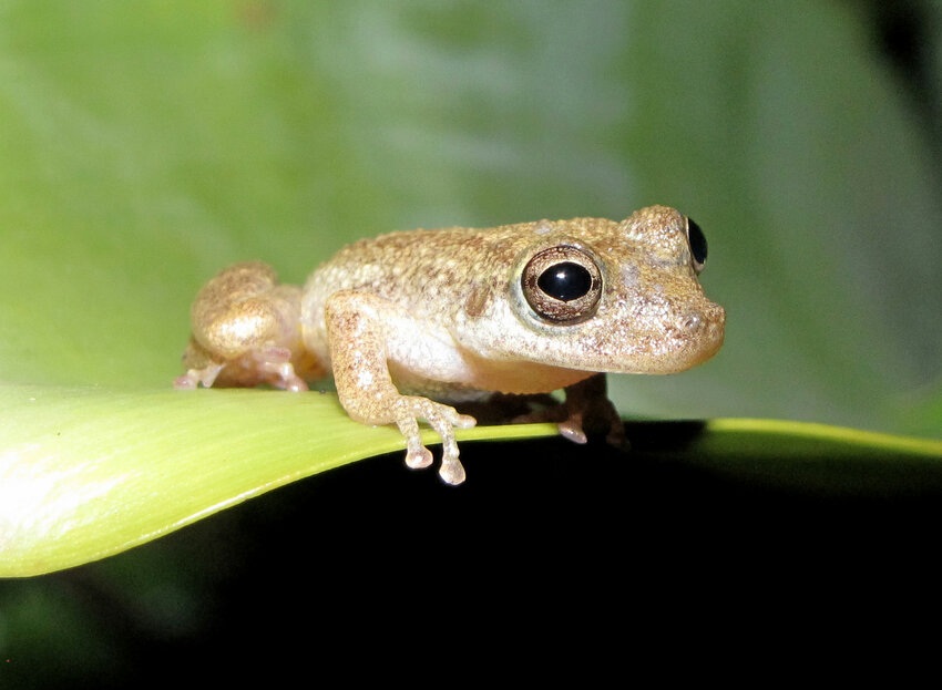 Scinax alcatraz © Cybele Lisboa
