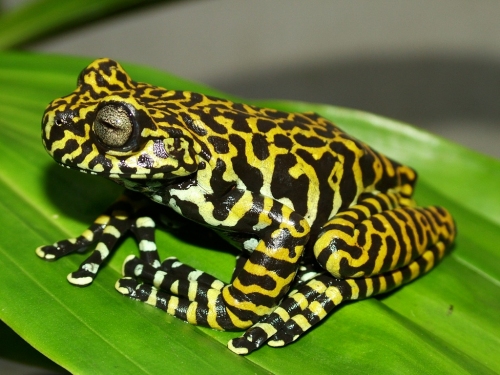 Hyloscirtus tigrinus © Francisco José López López