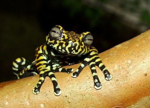 Hyloscirtus tigrinus © Francisco José López López