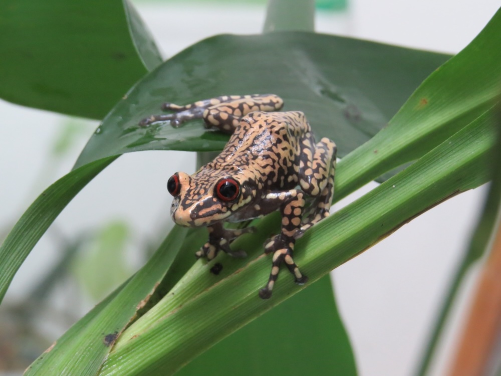 Nyctimantis pomba © Cybele Lisboa