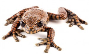 A rare species of Ecuadorian stream frog has been named Hyloscirtus princecharlesi, or Prince Charles Stream Tree Frog.