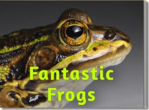 Fantastic Frogs