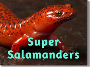 Super Salamanders