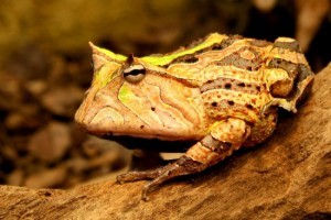 Ornate Horned Frog - Actividades comerciales de anfibios