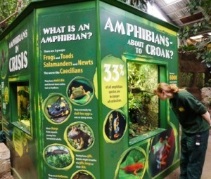 An amphibian display in the Tropical Realm at Chester Zoo.