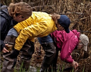 Citizen scientists at a local wetland near Seattle monitoring for amphibian egg masses. 