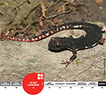 Northern Spectacled Salamander