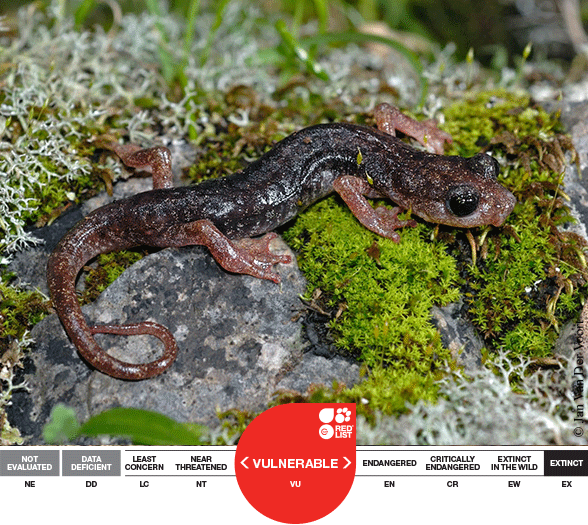 Atylodes genei, Sardinian Cave Salamander