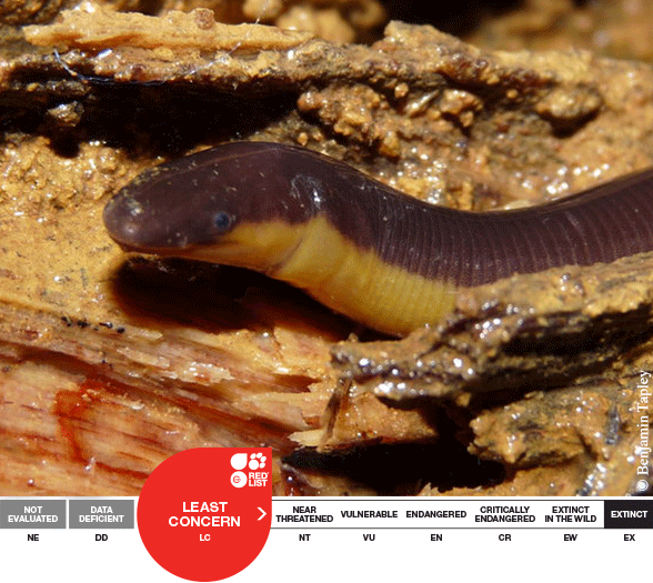 Ichthyophis beddomei, Beddome's Caecilian