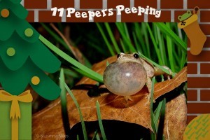 11 Peepers peeping