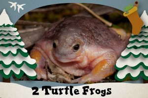 2 Turtle Frogs - 12 Amphibians of Christmas