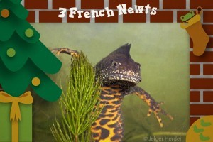 3 French newts - 12 Amphibians of Christmas