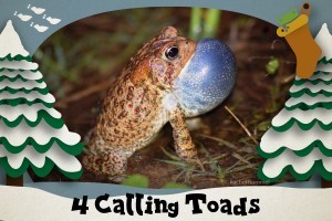 4 calling toads - 12 Amphibians of Christmas