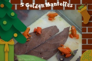 5 Golden Mantellas - 12 Amphibians of Christmas