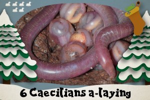 6 caecilians a-laying - 12 Amphibians of Christmas