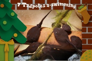 7 Tadpoles a-swimming