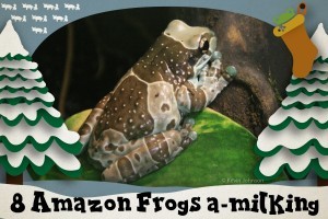 8 Amazon frogs a-milking