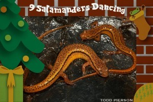 9 Salamanders dancing