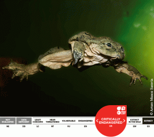 Titicaca Water Frog - Raising awareness