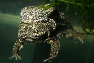 Titicaca Water Frog in amplexus