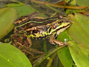 Northern Pool Frog