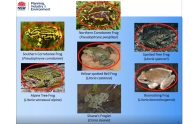 Amphibian translocation symposium videos