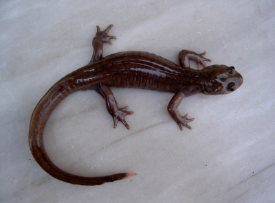 Persian Mountain Salamander, conservation grant winners