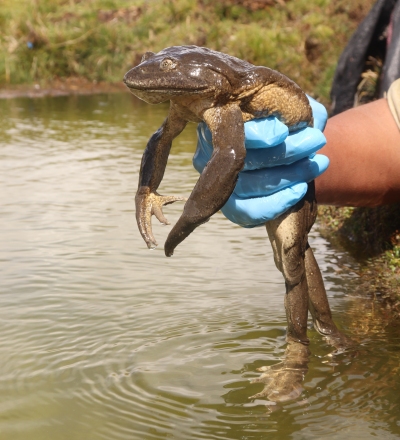 Lake Junin Frog, conservation grant winners